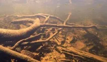 Створюємо біотоп річки Амазонка біотоп