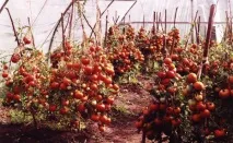 зеленчуковата