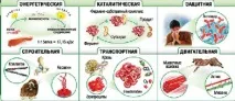 биологичните биологичните