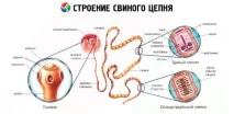 пътища свинска