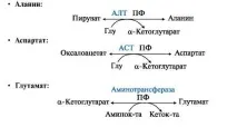 тема фолиева киселина