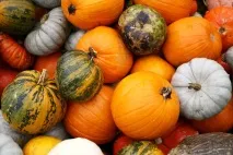 Гарбуз корисні властивості для організму людини людини