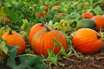 Гарбуз корисні властивості для організму людини корисні