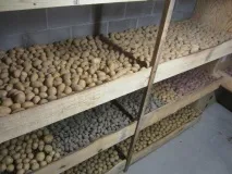 съхранение съхранение картофи
