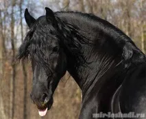 коня
