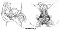 Вправи Кегеля вправ
