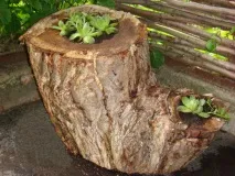 градински цветни