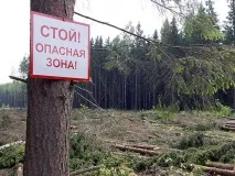 Тяжка доля лісових інвестпроектів Красноярського краю лісових