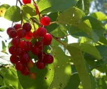 птичи череши птичи череши
