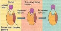 какви какви