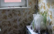 Gardening, Лілійники-невибагливі багаторічні квіти квіти
