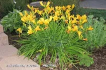 Gardening, Лілійники-невибагливі багаторічні квіти gardening