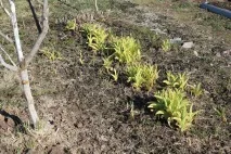 Gardening, Лілійники-невибагливі багаторічні квіти лілійники-невибагливі