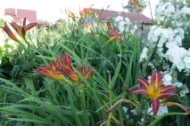 Gardening, Лілійники-невибагливі багаторічні квіти листя