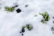 Gardening, Лілійники-невибагливі багаторічні квіти листя