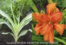 Gardening, Лілійники-невибагливі багаторічні квіти лілійники-невибагливі