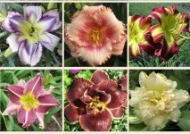 Gardening, Лілійники-невибагливі багаторічні квіти багаторічні