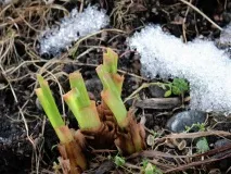 Gardening, Лілійники-невибагливі багаторічні квіти gardening