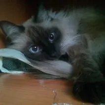 клиника gaivinskaya