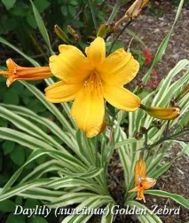 Gardening, Лілійники-невибагливі багаторічні квіти gardening
