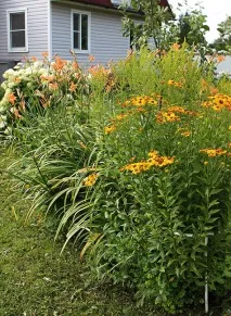 Gardening, Лілійники-невибагливі багаторічні квіти листя