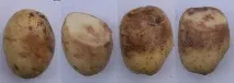 почвата късна