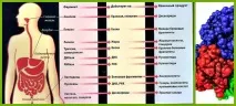 техните ензими