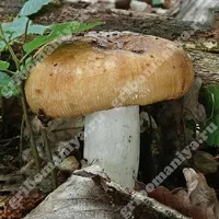 Валуй, Грибоманія грибоманія