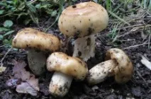 Russula foetens Валуи Russula