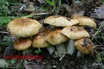 Валуй або кулак, Відеоблог - Город - сад Медведєвих - відео, статті, фото, відгуки відеоблог