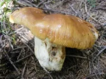 валуи Валуи Russula