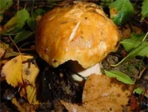 Валуи Russula валуи