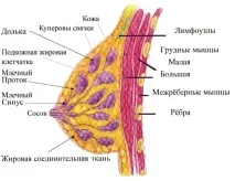 бюста дома