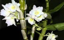 Види орхідей як визначити сорт, бузкові на дереві, які квіти бувають, наукова назва визначити