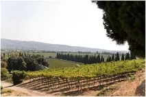 bertani bertani