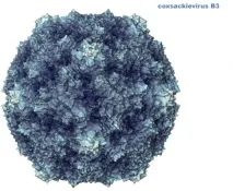 Virusul Coxsackie - ce este și cum se trată, Dezbatere științifică