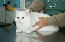 симптоми хронична