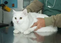 хронична хронична