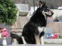 добре обучената