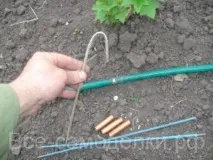домашни домашни