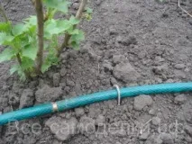 всички всички