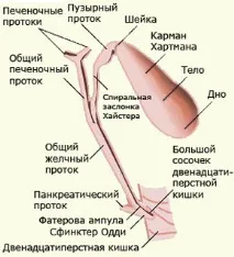 Холецистит симптоми, ознаки та лікування у дорослих холецистит