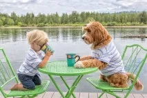 labradoodle labradoodle
