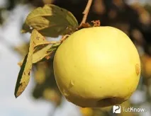 антоновка калории