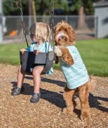 моят приятел labradoodle