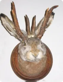 ъгъл