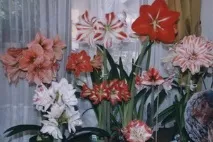 Гіппеаструм догляд у домашніх умовах, сорти та види (гіппеаструм садовий, амариліс прекрасний) сорти