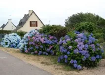 засаждане paniculata
