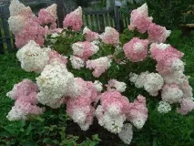 засаждане hydrangea