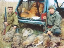 червения хрътката